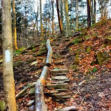 Rocky trail, tall trees, mosses, dry leaves, orange walkway