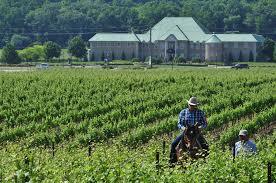 men, one riding in a horse, grape plantsm winery at the back, surrounded by forest
