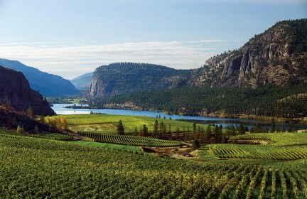winery, vineyard, surrounded by mountains, river, tress, and grape plants